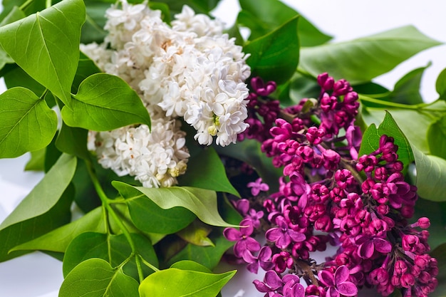 Beau lilas violet sur fond blanc en bois