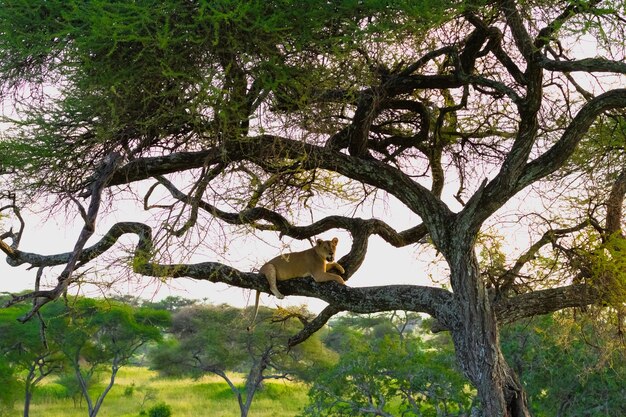 Beau lion assis sur une branche d'arbre