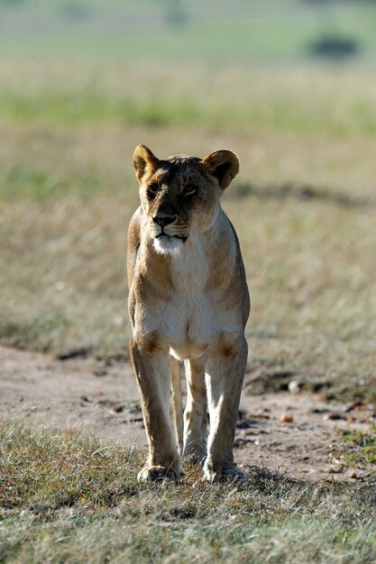 Beau Lion dans l'herbe du Masai Mara, Kenya