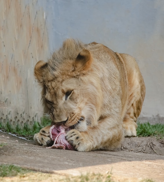 Beau lion mâle et jaunâtre pour le fond d'image de forêt