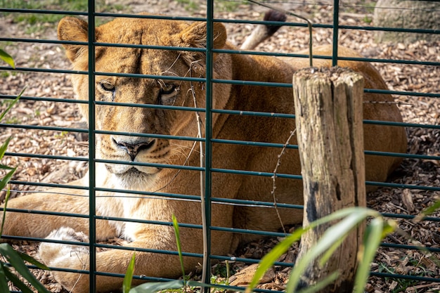 Beau lion noble dans une cage dans un zoo