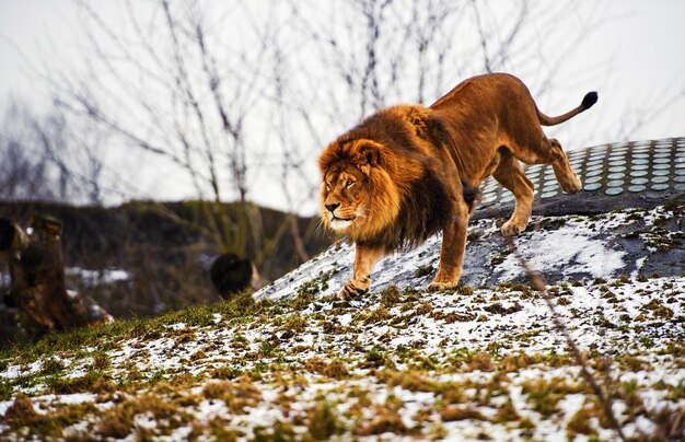 Beau lion puissant