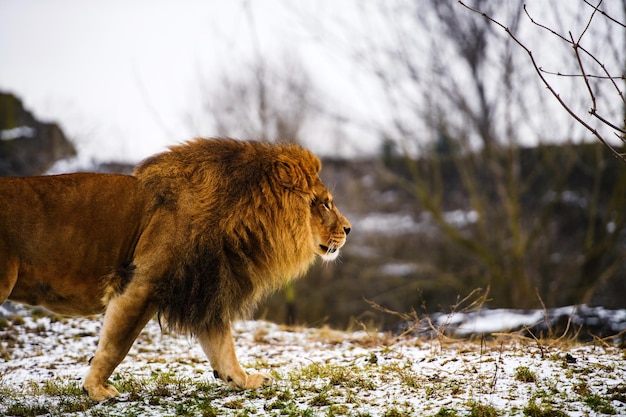 Beau lion puissant