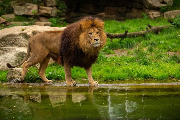 Beau lion en voie de disparition en captivité La faune africaine derrière les barreaux Panthera leo Grand animal dans l'habitat à la recherche de la nature