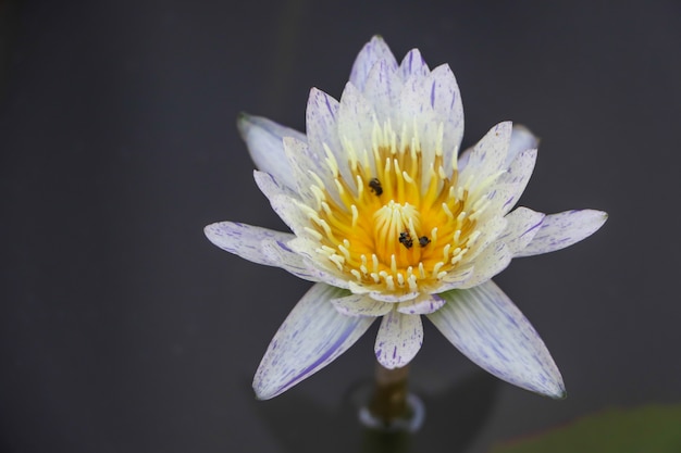 Beau lotus blanc dans l'eau