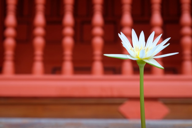 Beau lotus blanc sur fond rouge