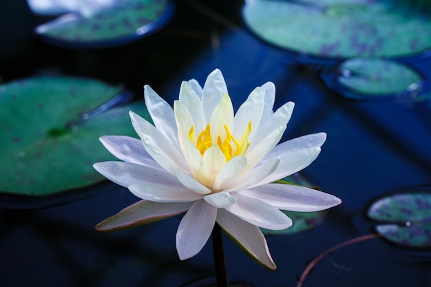 Beau lotus blanc avec pollen jaune sur la surface de l'étang