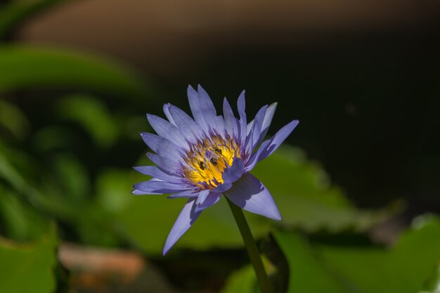 Beau lotus bleu avec abeille