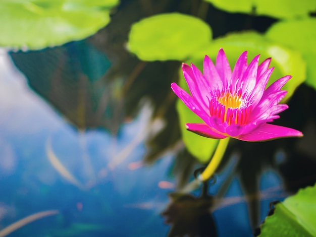 Beau lotus avec feuille verte dans l'étang d'eau