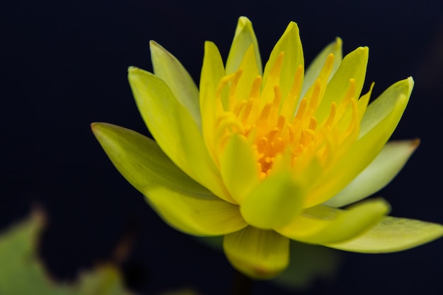 Beau lotus de nénuphar jaune dans l&#39;étang