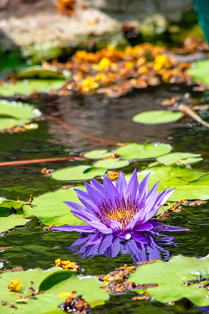 Beau lotus pourpre et ombre se reflétant dans l&#39;eau