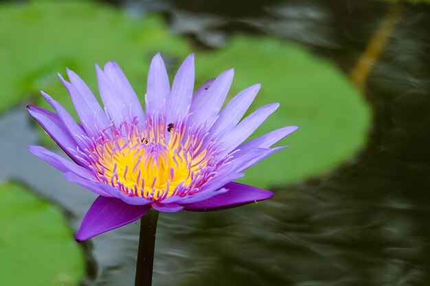 Beau lotus pourpre qui fleurit