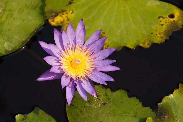 Beau lotus pourpre