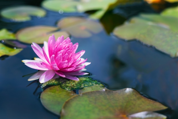 Beau lotus rose dans l'étang