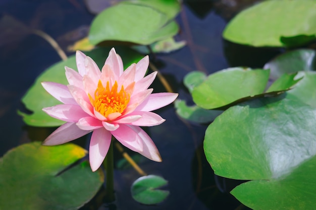 Beau lotus rose dans l'étang