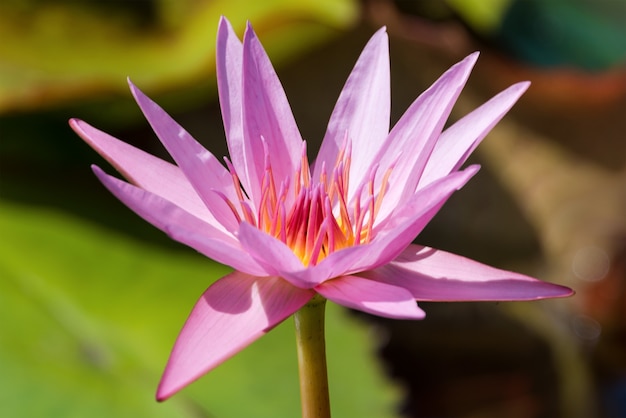 Beau lotus rose ou fleur de nénuphar avec feuille verte dans l'étang.