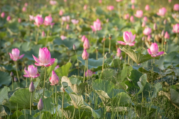 Beau lotus rose en fleurs