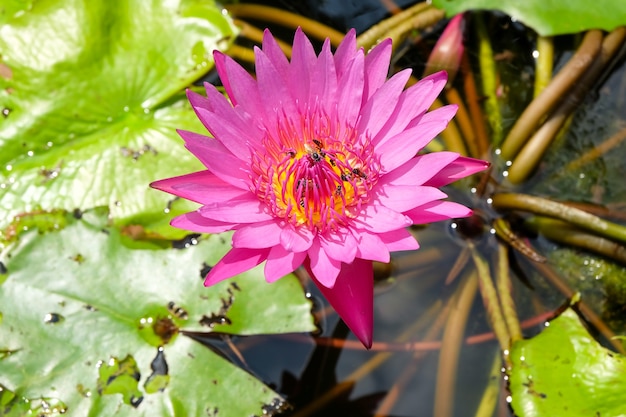 Beau lotus rose en fleurs