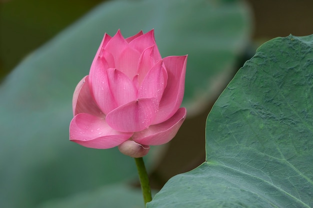 Photo beau lotus rose qui fleurit dans un étang