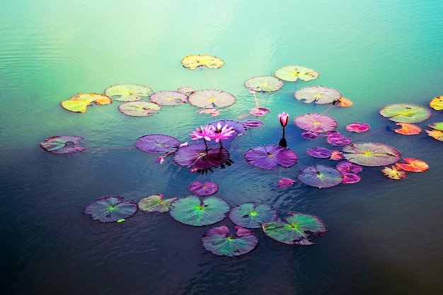 Beau Lotus rouge dans un petit étang en Thaïlande