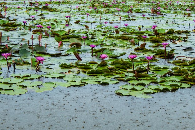 Le beau lotus rouge pleut.