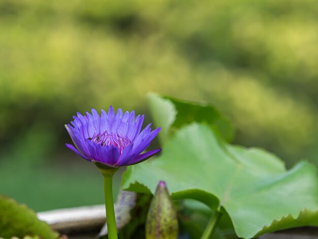 Beau lotus violet qui fleurit sur un étang flou