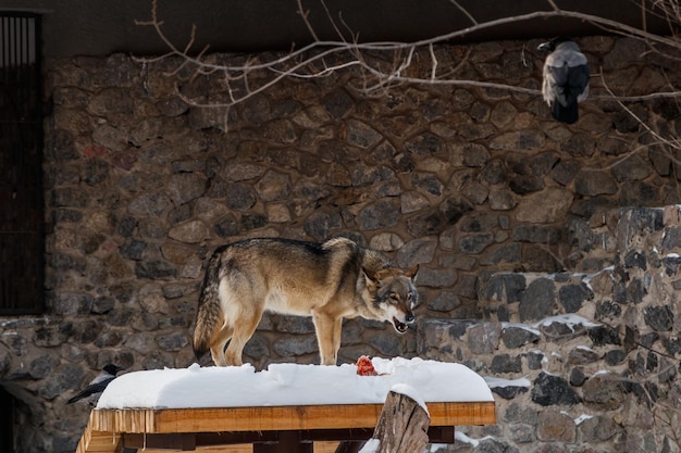 beau loup sur une route enneigée se bouchent