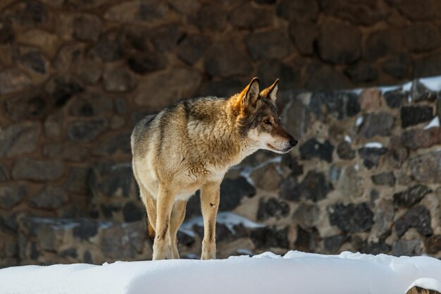 Beau loup sur une route enneigée