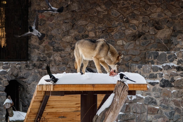 Beau loup sur une route enneigée