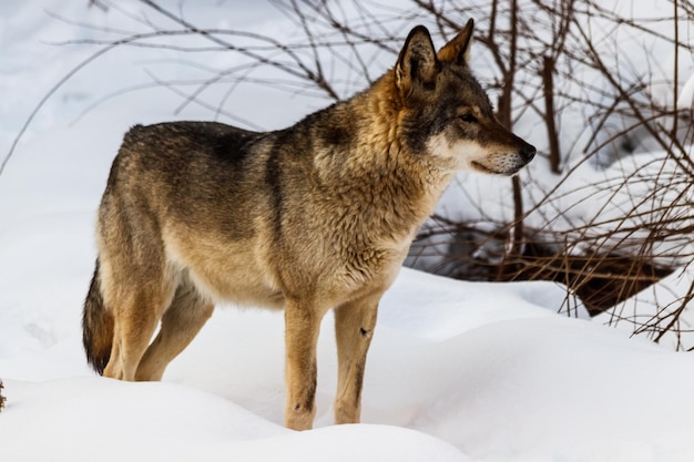 Beau loup sur une route enneigée