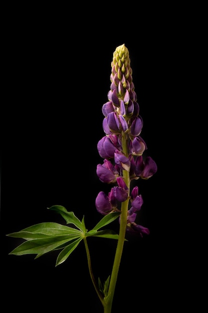 Beau lupin bleu sur fond noir