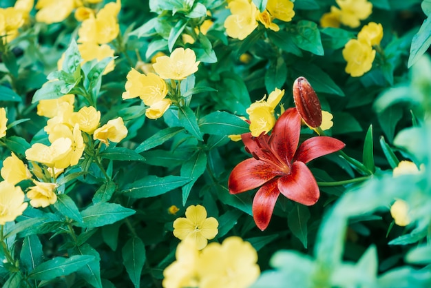 Beau lutin pourpre floraison lis en macro.