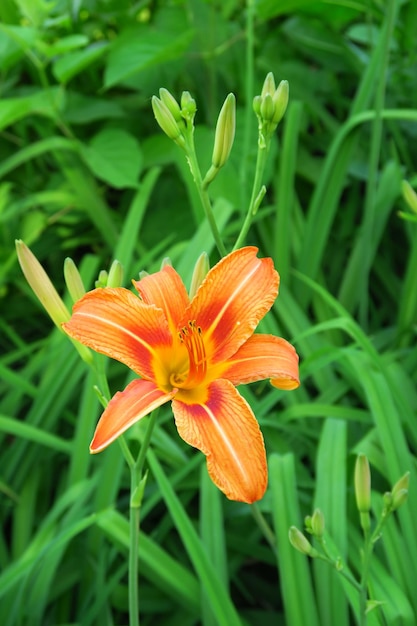 beau lys orange poussant dans le jardin