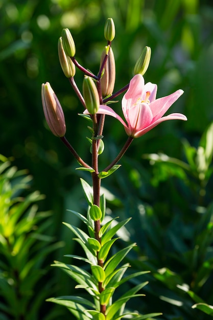 Beau lys rose dans le jardin. Verticale. Fermer.