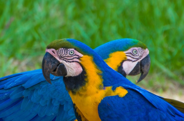 Beau Macaw Caninde dans les zones humides brésiliennes