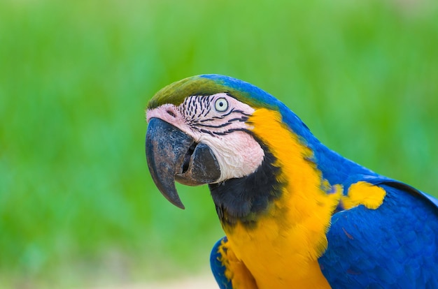 Beau Macaw Caninde dans les zones humides brésiliennes