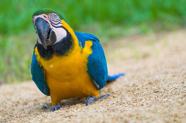 Beau Macaw Caninde dans les zones humides brésiliennes