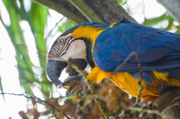 Beau Macaw Caninde dans les zones humides brésiliennes