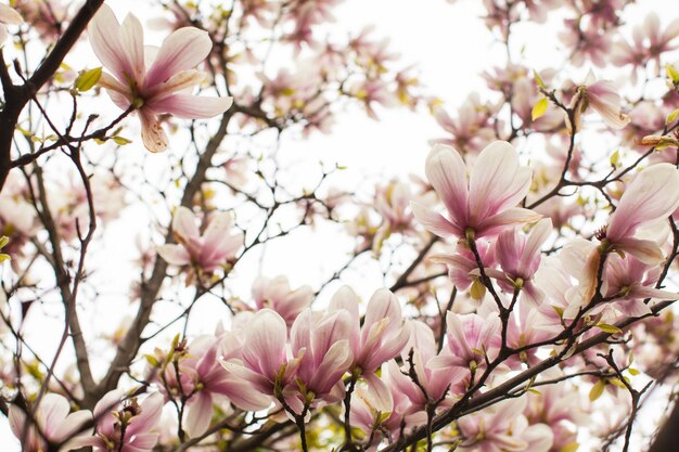 Beau magnolia en fleurs de couleur rose au printemps