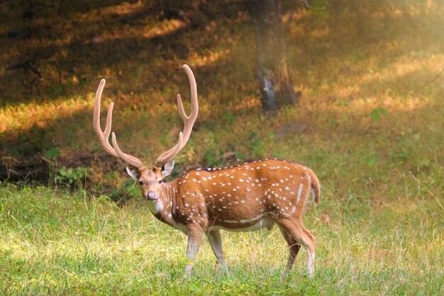 Photo le beau mâle chital ou cerf tacheté dans le parc national de ranthambore au rajasthan, en inde