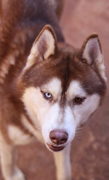 Beau mâle de couleur rouge husky sibérien.