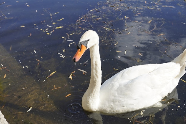 Le beau mâle de cygne blanc nage dans le lac