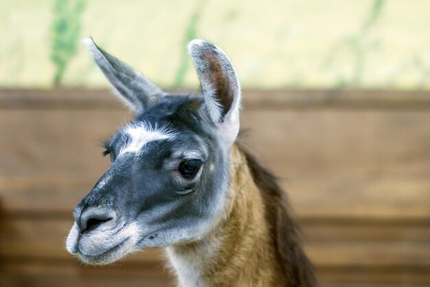 Beau mammifère herbivore lama dans la volière