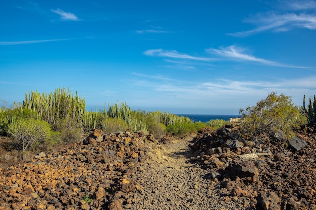 Beau et massif cactus à Puertito de Gimar, Tenerife