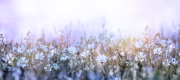 Beau matin dans le fond de fleurs douces de pré