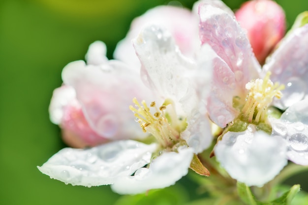 Beau matin de printemps. Journée ensoleillée Fleurs épanouies de pommier sur les branches.