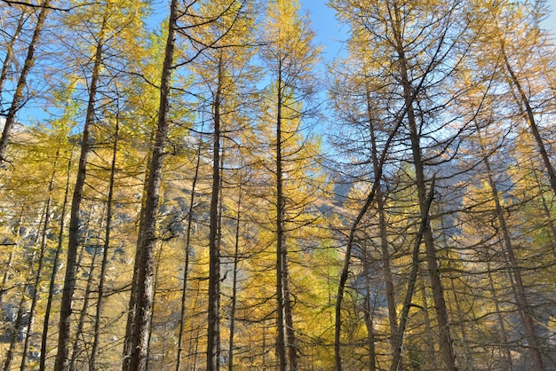 Beau mélèze doré à l'automne en montagne alpine