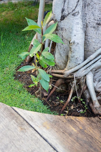 Beau mini pot de jardin à la maison