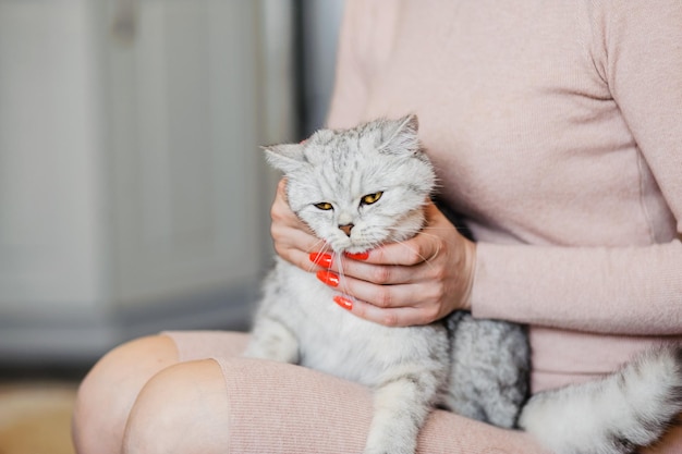 Photo un beau minou aux grands yeux jauneschaton écossais entre les mains d'une fille