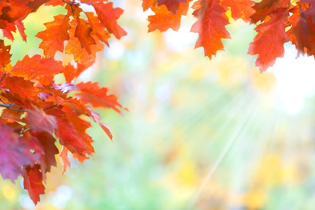 Beau modèle automnal de feuilles de chêne rouge sur un fond de forêt floue avec des rayons ensoleillés